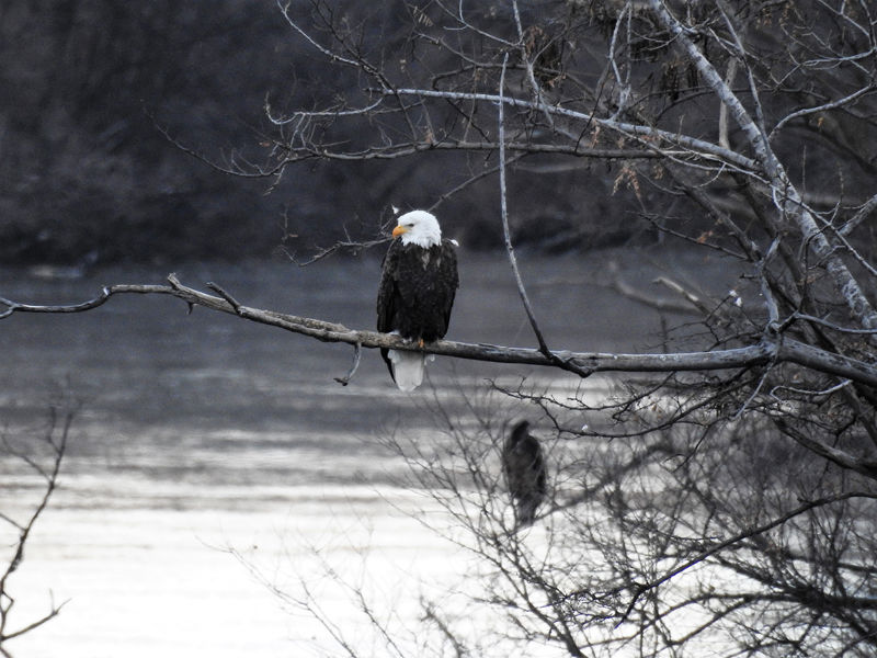 Eagles